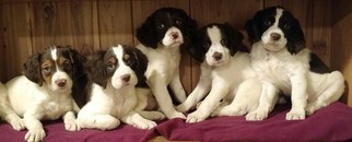 Brittany Puppy for sale in SAINT CLAIR, MO, USA