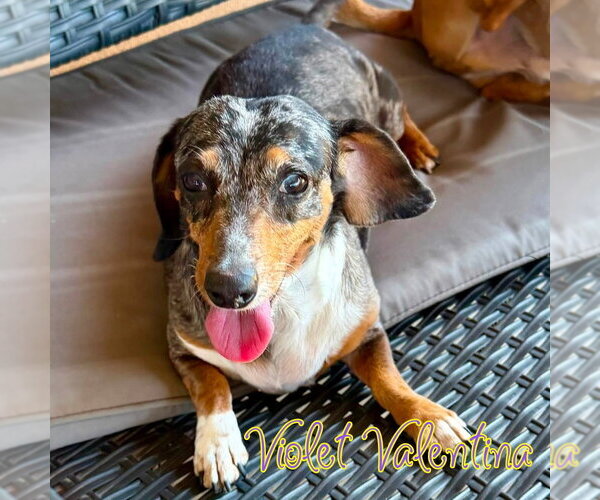 Medium Photo #14 Dachshund Puppy For Sale in San Antonio, TX, USA