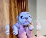 Small #13 Bulldog