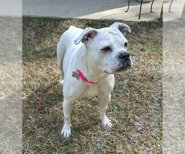 Medium Photo #10 Bulldog-Unknown Mix Puppy For Sale in Kennesaw, GA, USA