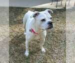 Small #9 Bulldog Mix