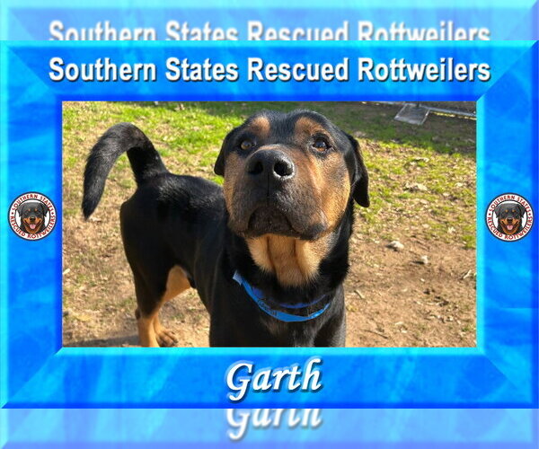 Medium Photo #2 Rottweiler Puppy For Sale in White Hall, AR, USA