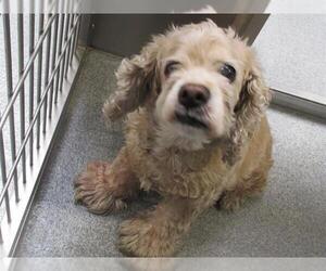 Cocker Spaniel Dogs for adoption in Orange, CA, USA