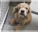 Small Cocker Spaniel