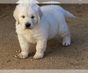 Golden Retriever Puppy for sale in SCOTTSDALE, AZ, USA