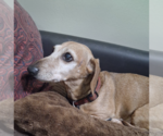 Small #3 Dachshund