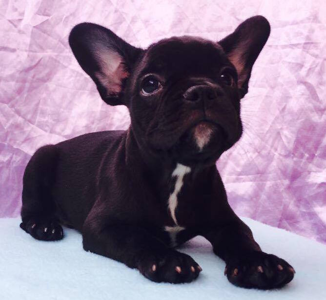 View Ad French Bulldog Puppy for Sale near South Carolina