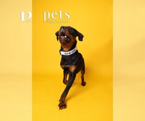 Rottweiler Dogs for adoption in Foristell, MO, USA