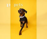 Chopper - Male Rottweiler Dog for Adoption - Small photo