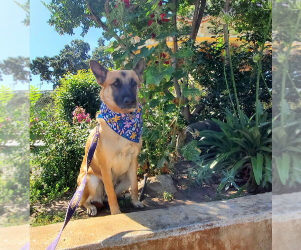 Medium Photo #4 Mutt Puppy For Sale in Fresno, CA, USA