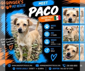 Paco From Mexico - Male Chihuahua-Unknown Mix Dog for Adoption