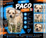 Paco From Mexico - Male Chihuahua-Unknown Mix Dog for Adoption - Small photo