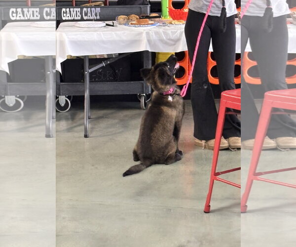 Medium Photo #3 Mutt Puppy For Sale in Holly Springs, NC, USA