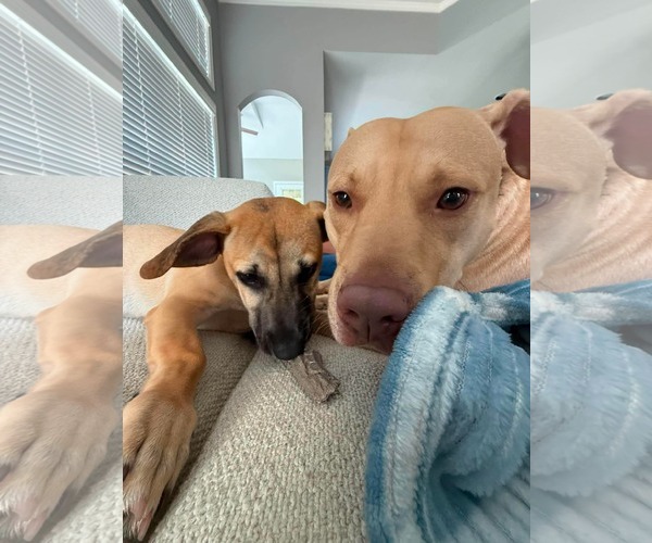Medium Photo #10 Mutt Puppy For Sale in Derwood, MD, USA
