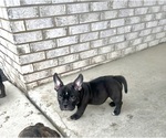 Small Photo #12 American Bully Puppy For Sale in FLOSSMOOR, IL, USA