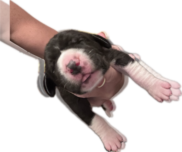 Medium Photo #4 Great Dane Puppy For Sale in WILLIS, TX, USA
