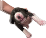 Small #3 Great Dane