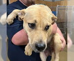 Small #5 Bulldog-Labrador Retriever Mix