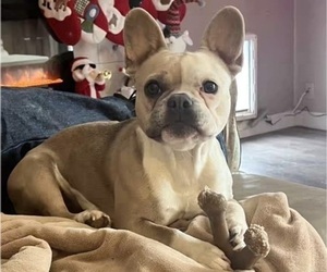 Mother of the French Bulldog puppies born on 03/28/2025