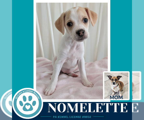 Medium Photo #1 Beagle-Unknown Mix Puppy For Sale in Kimberton, PA, USA