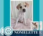 Small Beagle Mix