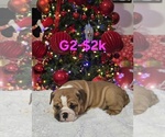 Small #3 English Bulldog