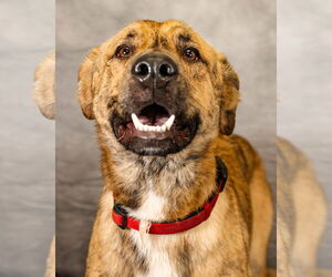 Lando - Male German Shepherd Dog-Great Pyrenees Mix Dog for Adoption - Photo #4
