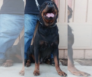 Mother of the Rottweiler puppies born on 05/14/2025