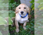 Small #1 Golden Retriever