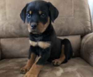 Rottweiler Puppy for sale in GREENVILLE, NC, USA