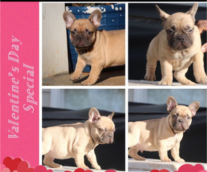 French Bulldog Puppy for sale in SMYRNA, GA, USA