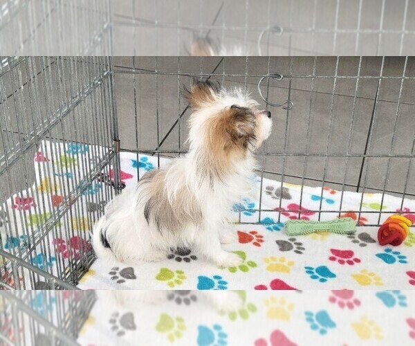 Medium Photo #4 Papitese Puppy For Sale in ORO VALLEY, AZ, USA