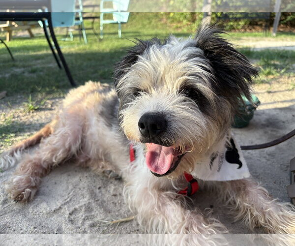 Medium Photo #2 Lhasa Apso-Unknown Mix Puppy For Sale in Holly Springs, NC, USA