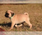 Small #4 Pug