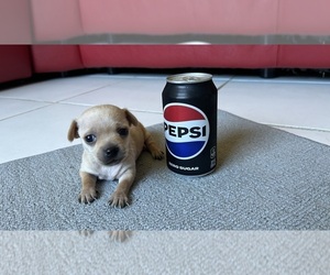 Chihuahua Puppy for sale in DEERFIELD BEACH, FL, USA