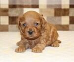 Small #1 Cavapoo (Miniature)