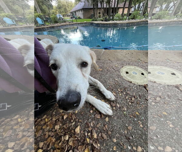 Medium Photo #7 Great Pyrenees-Unknown Mix Puppy For Sale in Fort Worth, TX, USA