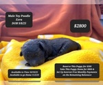 Small Poodle (Toy)