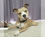 Small #3 American Bulldog Mix