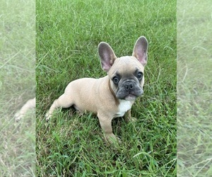 French Bulldog Puppy for sale in ANNAPOLIS, MD, USA