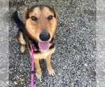 Small #17 German Shepherd Dog Mix
