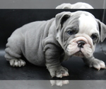 Puppy Rhino English Bulldog