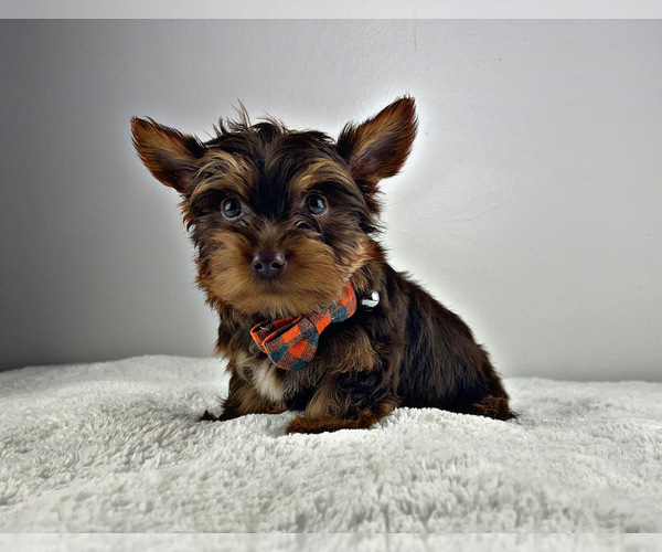 Medium Photo #9 Yorkshire Terrier Puppy For Sale in LOCUST GROVE, GA, USA