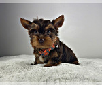 Small Photo #9 Yorkshire Terrier Puppy For Sale in LOCUST GROVE, GA, USA