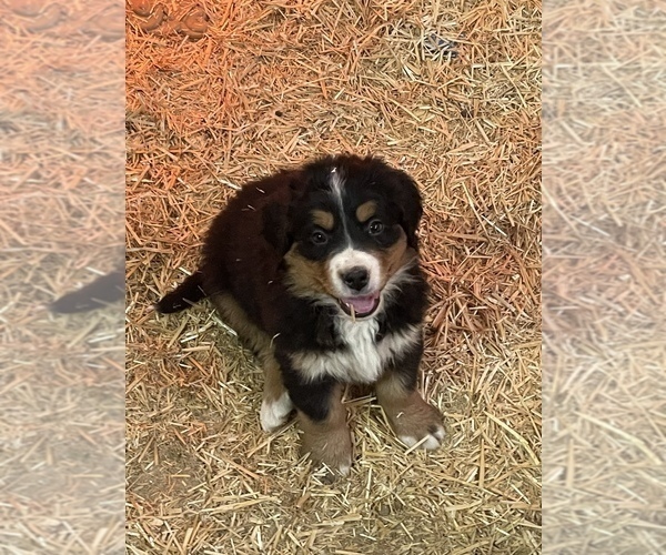Medium Photo #2 Bernese Mountain Dog Puppy For Sale in FRANKTOWN, CO, USA