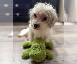 Poodle (Miniature)-Unknown Mix Dogs for adoption in Corona, CA, USA