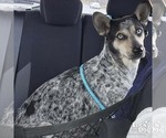 Small #2 Mutt