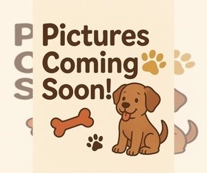 Pembroke Welsh Corgi Puppy for sale in NOBLESVILLE, IN, USA