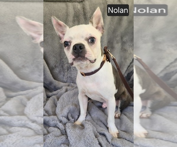 Medium Photo #1 Boston Terrier Puppy For Sale in MINERAL WELLS, WV, USA