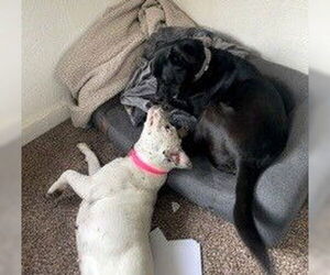 Mutt Dogs for adoption in Oklahoma City, OK, USA